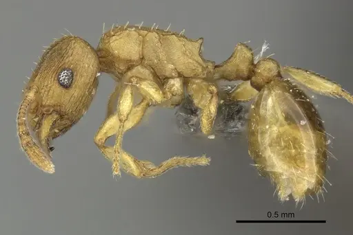 Tetramorium caldarium specimen CASENT0249022 image casent0249022_3
