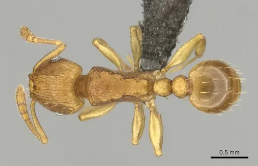 Tetramorium caldarium specimen CASENT0257045 image casent0257045_1