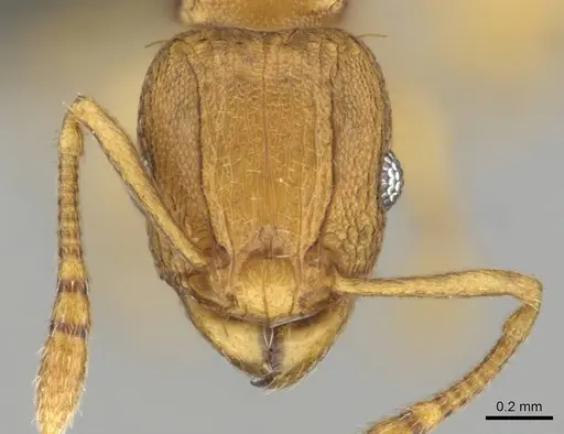 Tetramorium caldarium specimen CASENT0257045 image casent0257045_2