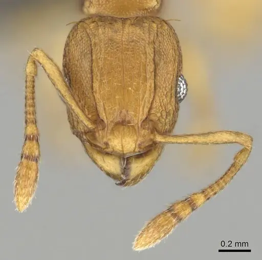 Tetramorium caldarium specimen CASENT0257045 image casent0257045_3
