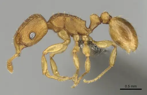 Tetramorium caldarium specimen CASENT0257045 image casent0257045_4