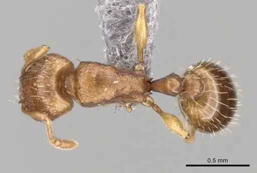 Tetramorium caldarium specimen CASENT0264195 image casent0264195_1