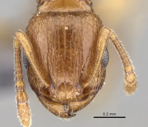 Tetramorium caldarium specimen CASENT0264195 image casent0264195_2