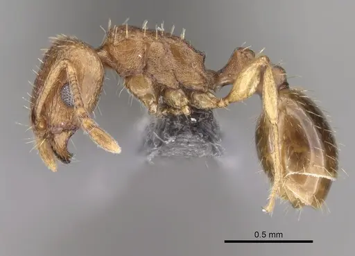 Tetramorium caldarium specimen CASENT0264195 image casent0264195_3