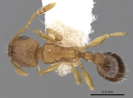 Tetramorium caldarium specimen CASENT0280853 image casent0280853_1