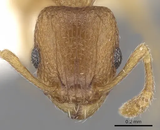 Tetramorium caldarium specimen CASENT0280853 image casent0280853_2