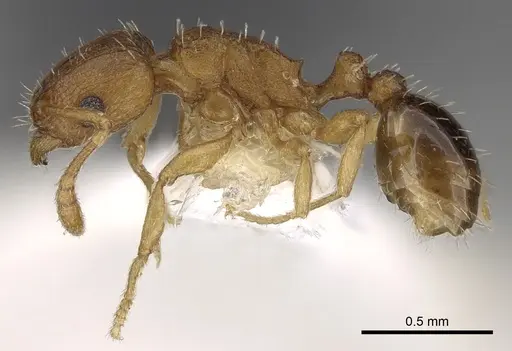 Tetramorium caldarium specimen CASENT0280853 image casent0280853_3