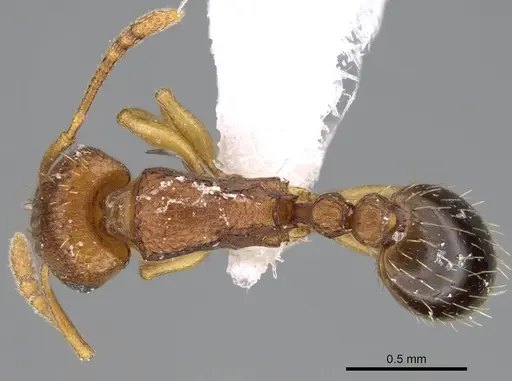 Tetramorium caldarium specimen CASENT0922289 image casent0922289_1
