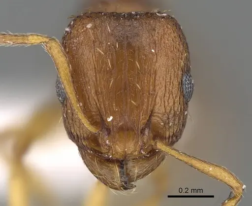 Tetramorium caldarium specimen CASENT0922289 image casent0922289_2