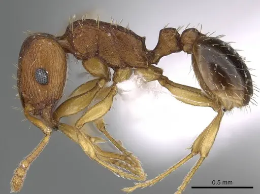Tetramorium caldarium specimen CASENT0922289 image casent0922289_3