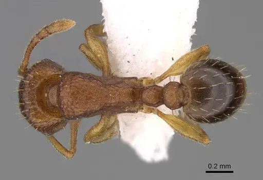 Tetramorium caldarium specimen CASENT0922858 image casent0922858_1