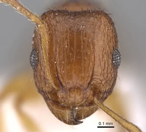 Tetramorium caldarium specimen CASENT0922858 image casent0922858_2