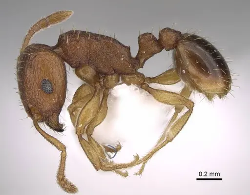 Tetramorium caldarium specimen CASENT0922858 image casent0922858_3