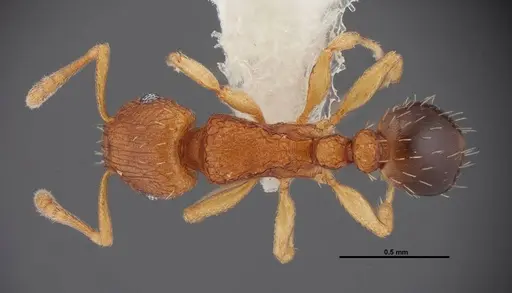 Tetramorium caldarium specimen FMNHINS0000078518 image fmnhins0000078518_1