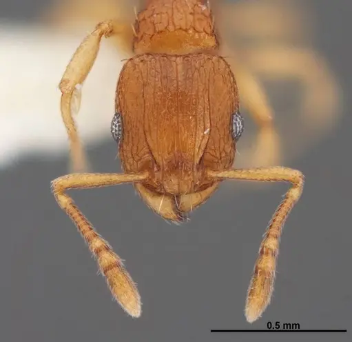 Tetramorium caldarium specimen FMNHINS0000078518 image fmnhins0000078518_2