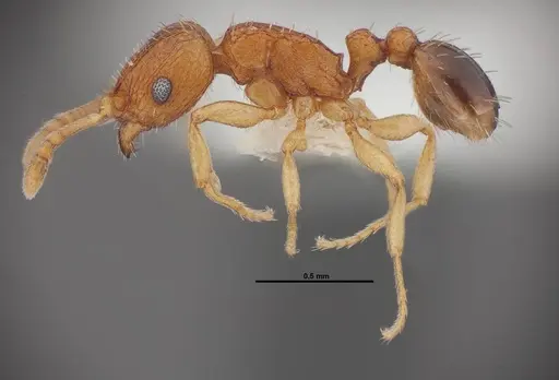 Tetramorium caldarium specimen FMNHINS0000078518 image fmnhins0000078518_3