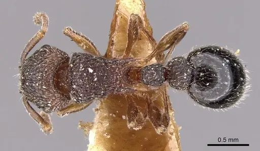 Tetramorium calinum specimen CASENT0901164 image casent0901164_1