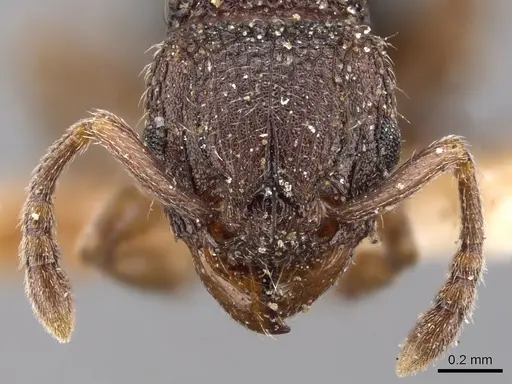 Tetramorium calinum specimen CASENT0901164 image casent0901164_2