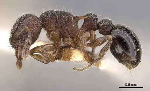 Tetramorium calinum specimen CASENT0901164 image casent0901164_3