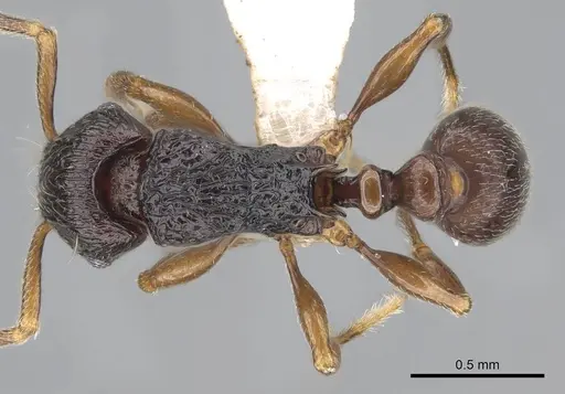 Tetramorium camelliae specimen CASENT0247496 image casent0247496_1