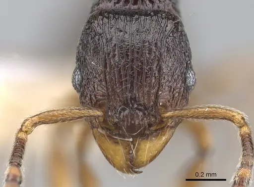 Tetramorium camelliae specimen CASENT0247496 image casent0247496_2