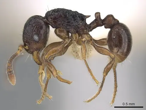 Tetramorium camelliae specimen CASENT0247496 image casent0247496_3