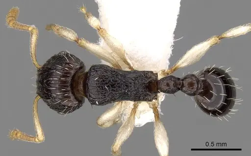 Tetramorium camerunense specimen CASENT0280913 image casent0280913_1