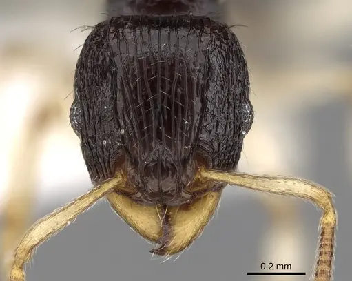 Tetramorium camerunense specimen CASENT0280913 image casent0280913_2