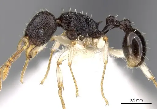 Tetramorium camerunense specimen CASENT0280913 image casent0280913_3