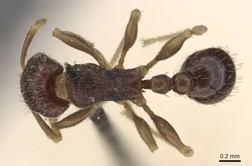 Tetramorium camerunense specimen CASENT0909126 image casent0909126_1