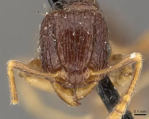 Tetramorium camerunense specimen CASENT0909126 image casent0909126_2