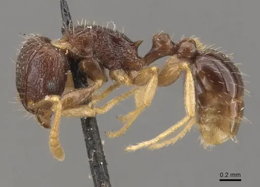 Tetramorium camerunense specimen CASENT0909126 image casent0909126_3