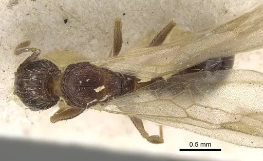 Tetramorium camerunense specimen CASENT0915995 image casent0915995_1