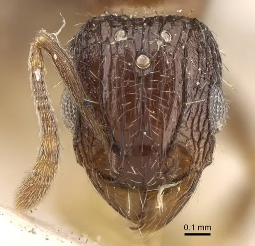 Tetramorium camerunense specimen CASENT0915995 image casent0915995_2