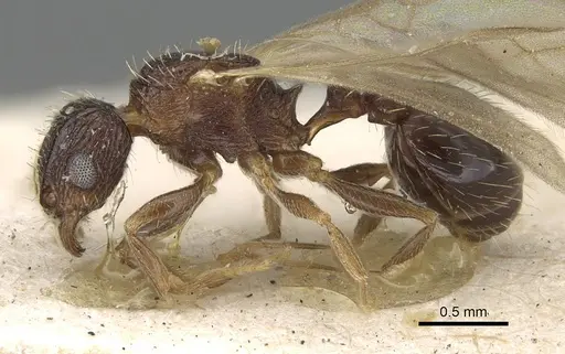 Tetramorium camerunense specimen CASENT0915995 image casent0915995_3