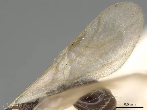 Tetramorium camerunense specimen CASENT0915995 image casent0915995_4
