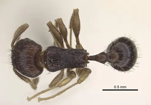 Tetramorium camerunense specimen CASENT0919645 image casent0919645_1