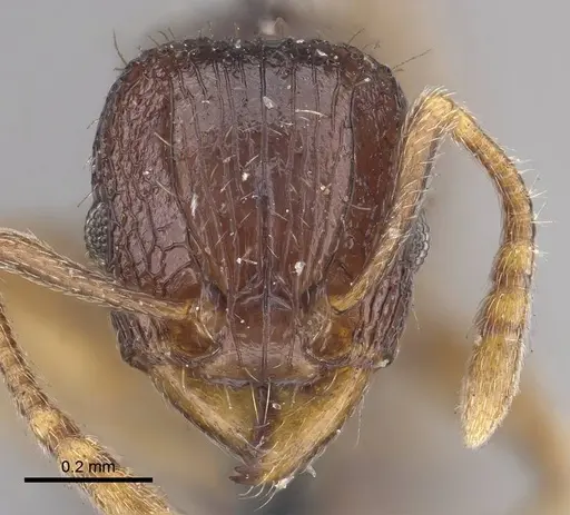 Tetramorium camerunense specimen CASENT0919645 image casent0919645_2