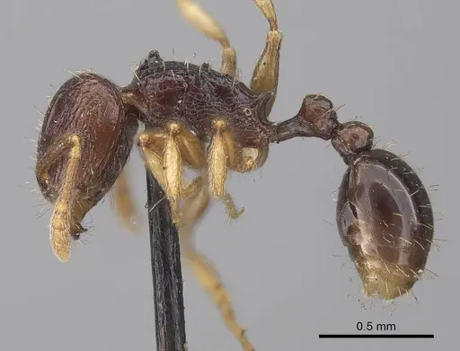 Tetramorium camerunense specimen CASENT0919645 image casent0919645_3