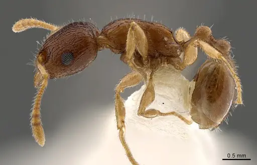 Tetramorium candidum specimen CASENT0810164 image casent0810164_1