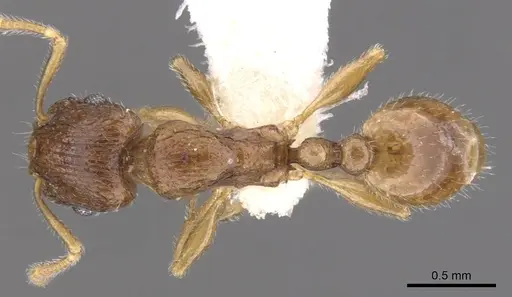 Tetramorium candidum specimen CASENT0901233 image casent0901233_1