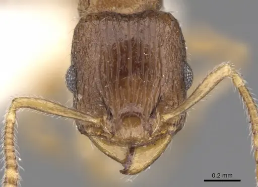 Tetramorium candidum specimen CASENT0901233 image casent0901233_2