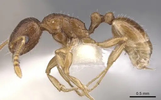 Tetramorium candidum specimen CASENT0901233 image casent0901233_3