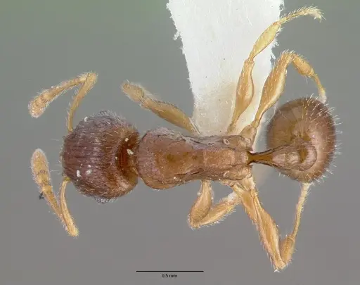 Tetramorium candidum specimen CASTYPE13387 image castype13387_1