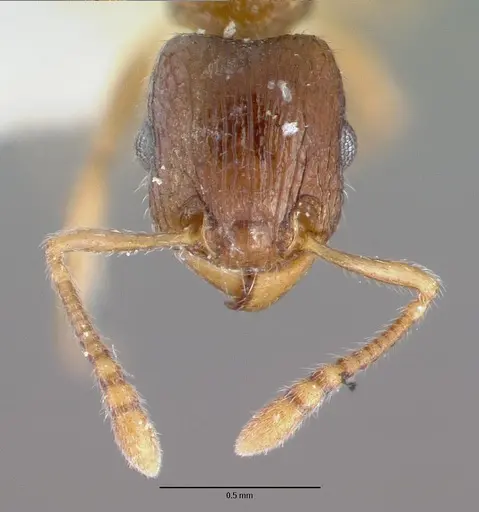 Tetramorium candidum specimen CASTYPE13387 image castype13387_2