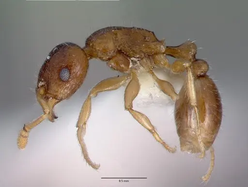 Tetramorium candidum specimen CASTYPE13387 image castype13387_3
