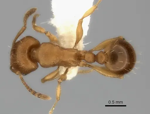 Tetramorium capense specimen CASENT0217961 image casent0217961_1
