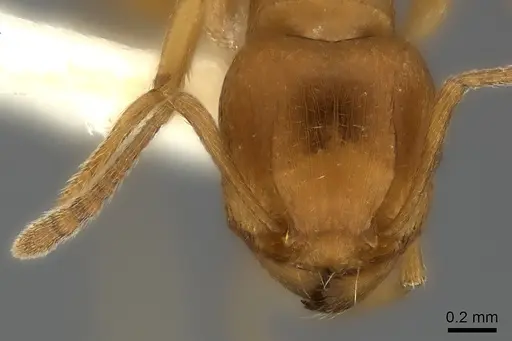 Tetramorium capense specimen CASENT0217961 image casent0217961_2
