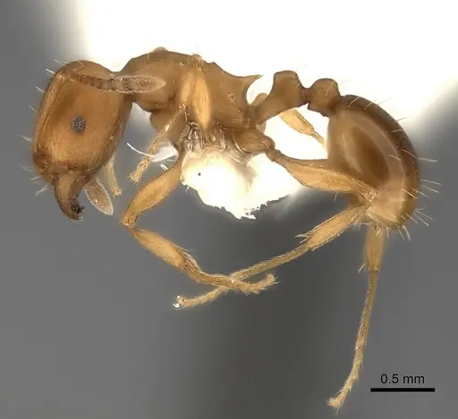 Tetramorium capense specimen CASENT0217961 image casent0217961_3