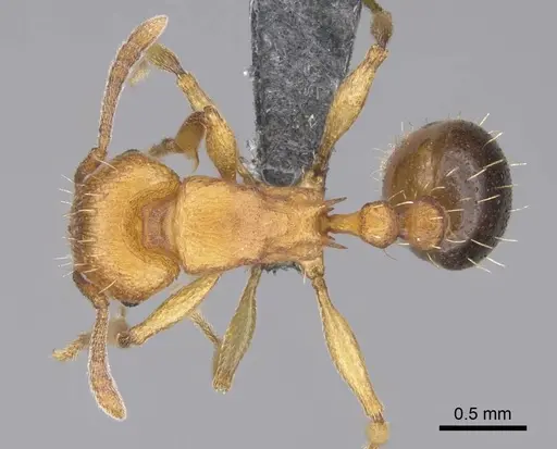 Tetramorium capense specimen CASENT0785953 image casent0785953_1
